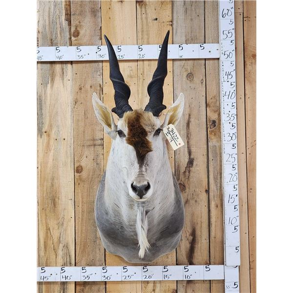 African Eland Shoulder Mount Taxidermy
