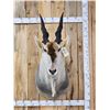 Image 1 : African Eland Shoulder Mount Taxidermy