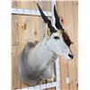 Image 2 : African Eland Shoulder Mount Taxidermy