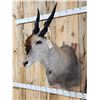 Image 3 : African Eland Shoulder Mount Taxidermy
