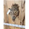 Image 3 : Javelina Or Peccary Shoulder Mount Taxidermy
