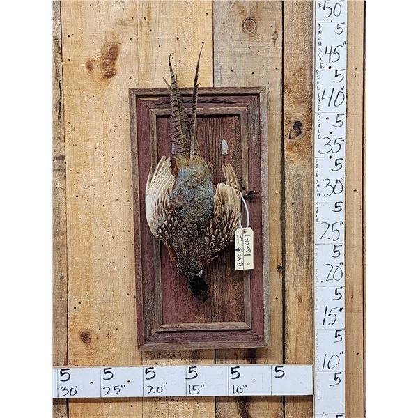 Ringneck Pheasant Harvest Mount Bird Taxidermy