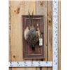 Image 1 : Ringneck Pheasant Harvest Mount Bird Taxidermy