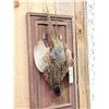 Image 2 : Ringneck Pheasant Harvest Mount Bird Taxidermy