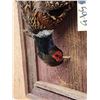 Image 4 : Ringneck Pheasant Harvest Mount Bird Taxidermy