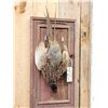 Image 5 : Ringneck Pheasant Harvest Mount Bird Taxidermy