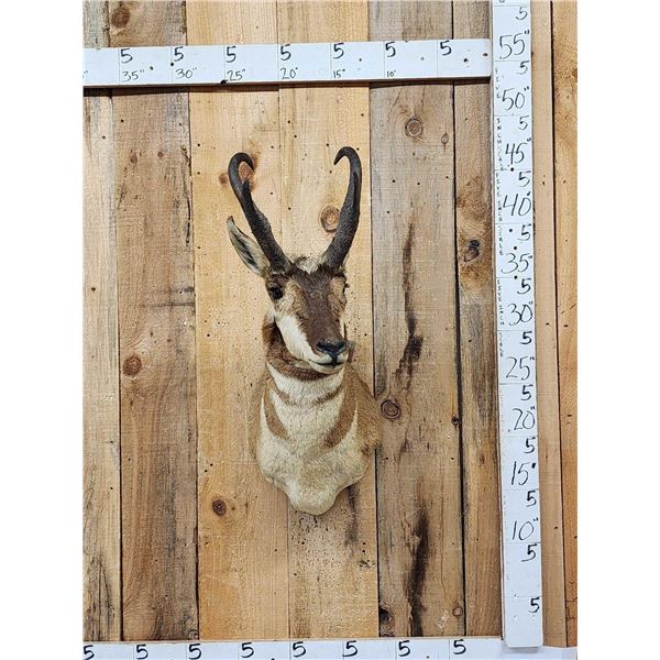 Pronghorn Antelope Shoulder Mount Taxidermy