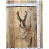 Image 1 : Pronghorn Antelope Shoulder Mount Taxidermy