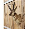 Image 2 : Pronghorn Antelope Shoulder Mount Taxidermy