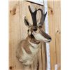 Image 3 : Pronghorn Antelope Shoulder Mount Taxidermy