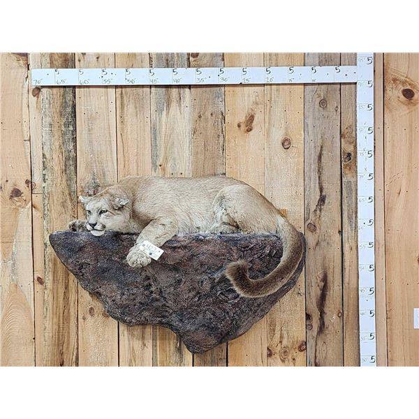 Mountain Lion Cougar Full Body Taxidermy Mount