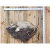 Image 1 : Mountain Lion Cougar Full Body Taxidermy Mount