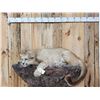 Image 3 : Mountain Lion Cougar Full Body Taxidermy Mount