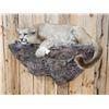 Image 4 : Mountain Lion Cougar Full Body Taxidermy Mount