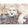 Image 5 : Mountain Lion Cougar Full Body Taxidermy Mount