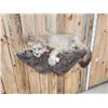 Image 6 : Mountain Lion Cougar Full Body Taxidermy Mount