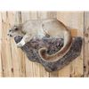 Image 7 : Mountain Lion Cougar Full Body Taxidermy Mount