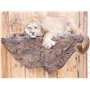 Image 8 : Mountain Lion Cougar Full Body Taxidermy Mount