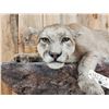 Image 9 : Mountain Lion Cougar Full Body Taxidermy Mount