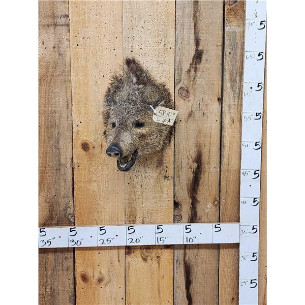 Javelina Or Peccary Shoulder Mount Taxidermy