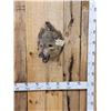 Image 1 : Javelina Or Peccary Shoulder Mount Taxidermy