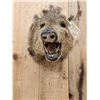 Image 2 : Javelina Or Peccary Shoulder Mount Taxidermy