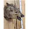 Image 3 : Javelina Or Peccary Shoulder Mount Taxidermy