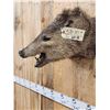 Image 4 : Javelina Or Peccary Shoulder Mount Taxidermy