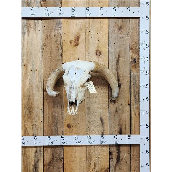 Deformed Texas Longhorn Skull Taxidermy
