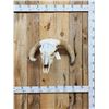 Image 1 : Deformed Texas Longhorn Skull Taxidermy