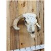 Image 2 : Deformed Texas Longhorn Skull Taxidermy