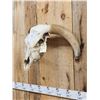 Image 3 : Deformed Texas Longhorn Skull Taxidermy