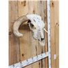 Image 4 : Deformed Texas Longhorn Skull Taxidermy