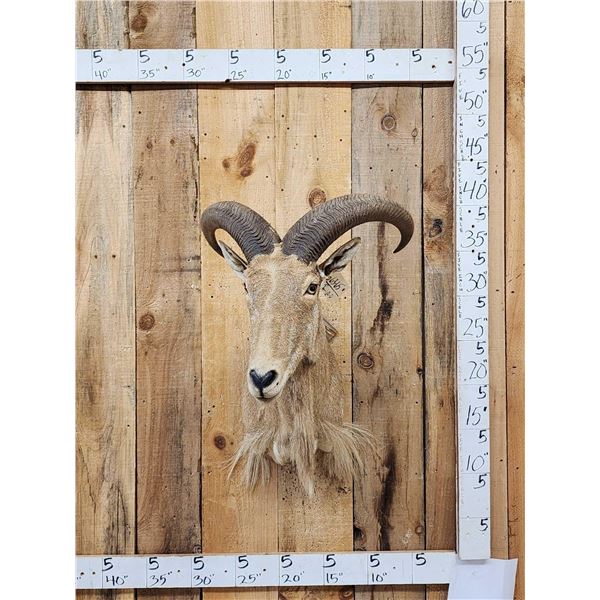 Aoudad Or Barbary Sheep Shoulder Mount Taxidermy