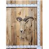 Image 1 : Aoudad Or Barbary Sheep Shoulder Mount Taxidermy