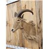 Image 2 : Aoudad Or Barbary Sheep Shoulder Mount Taxidermy