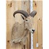 Image 3 : Aoudad Or Barbary Sheep Shoulder Mount Taxidermy