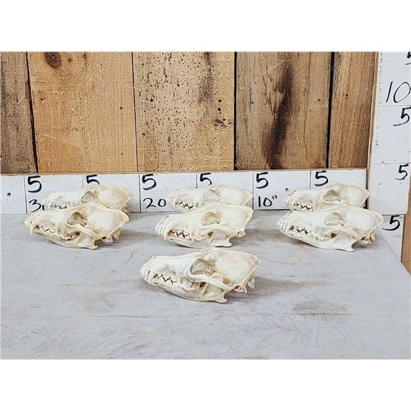 7 Coyote Skulls Taxidermy