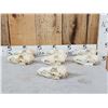 Image 1 : 7 Coyote Skulls Taxidermy