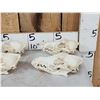 Image 2 : 7 Coyote Skulls Taxidermy