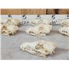 Image 3 : 7 Coyote Skulls Taxidermy