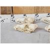 Image 4 : 7 Coyote Skulls Taxidermy