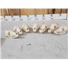 Image 5 : 7 Coyote Skulls Taxidermy