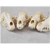 Image 6 : 7 Coyote Skulls Taxidermy