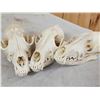 Image 7 : 7 Coyote Skulls Taxidermy
