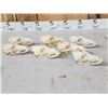 Image 8 : 7 Coyote Skulls Taxidermy