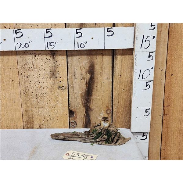 Chipmunk Lounging On Driftwood Taxidermy Mount