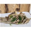 Image 2 : Chipmunk Lounging On Driftwood Taxidermy Mount