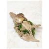 Image 5 : Chipmunk Lounging On Driftwood Taxidermy Mount