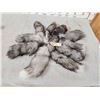Image 1 : 10 Silver Ranch Fox Tails Taxidermy